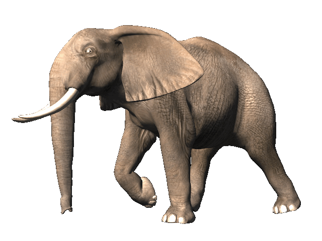 Elephant